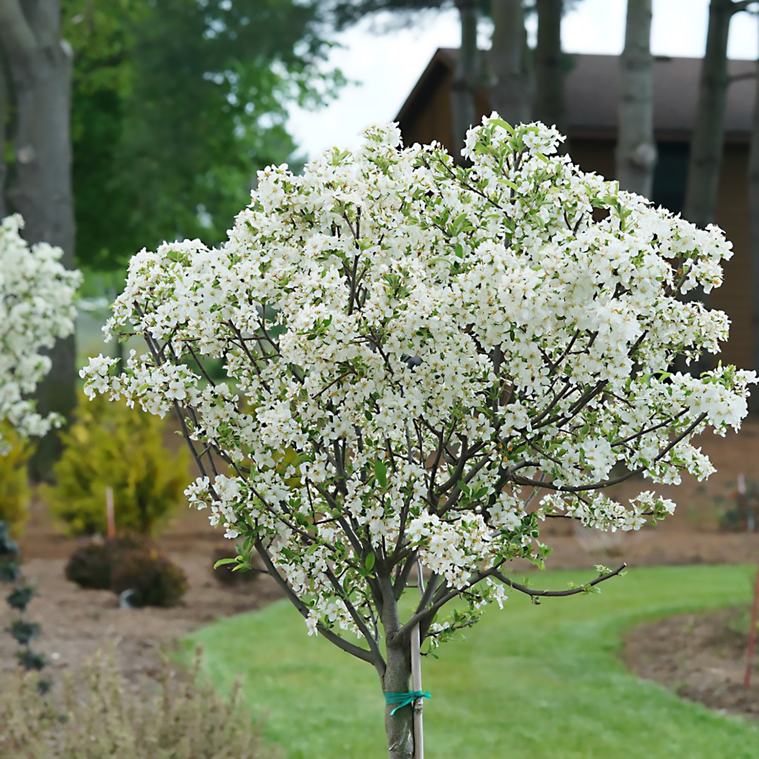 Thunderchild Flowering Crab — Canada Green Nursery and Garden Center